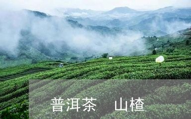 普洱茶 山楂/2023042993123